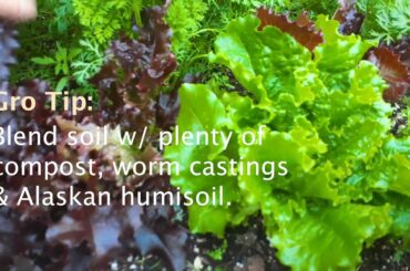 Grow HUGE Salad LETTUCE easy | GROWING TIPS | Plus healthy homemade salad dressing