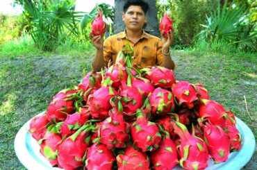 DRAGON FRUIT MILK SHAKE | Healthy Milkshake Recipe | Village Food Channel