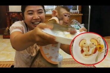 Mom create a plat of healthy dinner for my adorable baby monkey Boom
