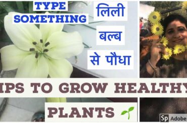 पोधो के साथ जरुर करे यह काम l  पौधे हमेशा रहेंगे स्वस्थ l Keep Plants Healthy l Regrow Madhu passion