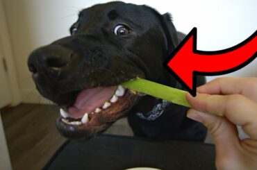 Labrador Puppy Reviews Healthy Snacks!!