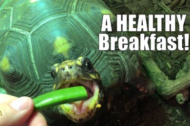 Our Animals Enjoy a Healthy Breakfast on Fat Tuesday! 🎭🥗