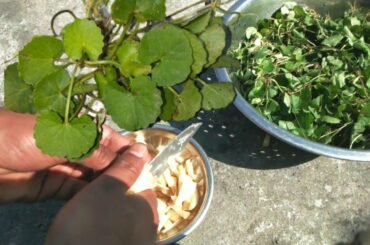 Manimuni  cooking with potato|| pennywort cooking| tasty and healthy food