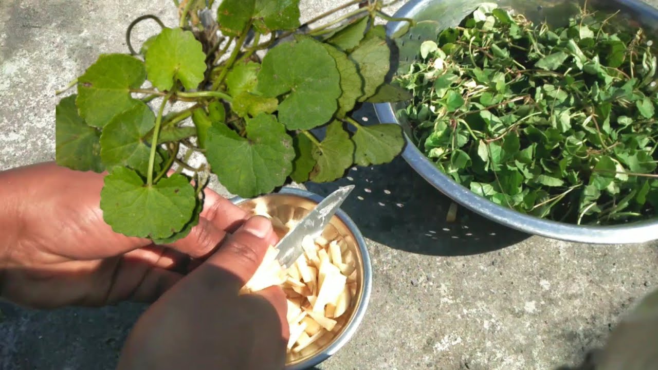 Manimuni cooking with potato|| pennywort cooking| tasty and healthy food Manimuni cooking with potato|| pennywort cooking| tasty and healthy food