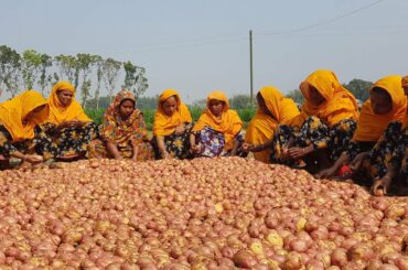 120 KG Potato Dry Curry / Spice Mashala Mixed Potato / Aloo Dom / Evening Snack For 300+ Villagers