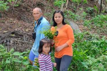 Picking some Native Leafy Vegetables very healthy and Tasty/Pako (Ferns)Recipe