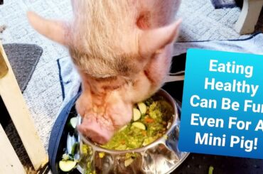 Sammy The Mini Pig enjoying a very healthy dinner | Sweet Dreams