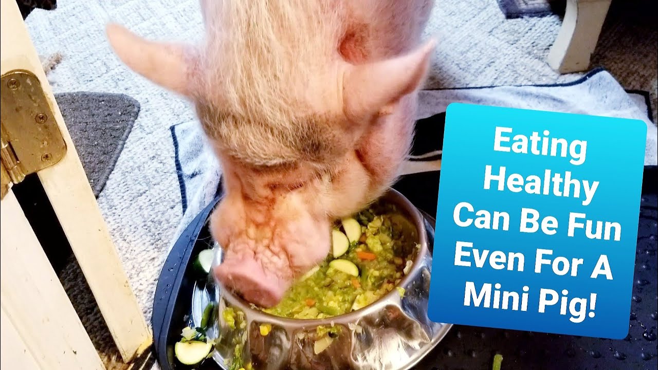 Sammy The Mini Pig enjoying a very healthy dinner | Sweet Dreams Sammy The Mini Pig enjoying a very healthy dinner | Sweet Dreams