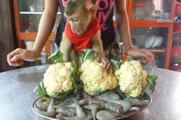 What's Food Dodo Cooking For Lunch