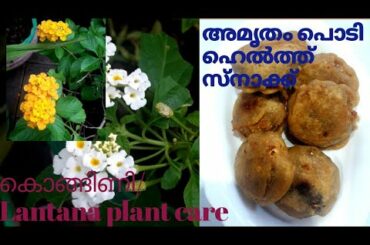 Lantana/കൊങ്ങിണി + Healthy Amritham podi snack(Enchanted gardening)