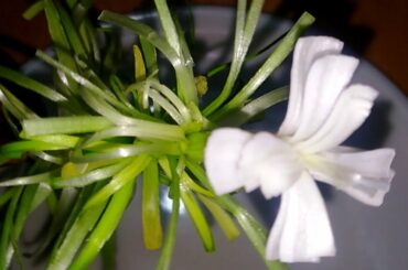 Green Garlic Flower for Garnishing,Salad plate Decoration ideas,vegetable plate garnish ideas,how to