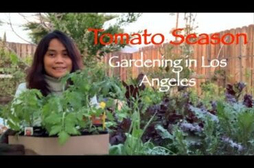 Growing Tomatoes | Gardening in Los Angeles | Springtime Gardening |  Garden Tour