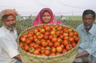 Best Tomato Soup Recipe! Fresh Tomato Payesh Recipe - টমেটোর পায়েস HARVEST & COOK Healthy Meal Prep