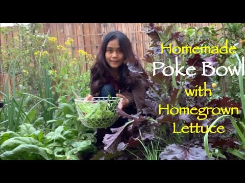 Homemade Poke Bowl with Homegrown Lettuce | Fresh from the Backyard Garden | Weeknight Dinner Homemade Poke Bowl with Homegrown Lettuce | Fresh from the Backyard Garden | Weeknight Dinner