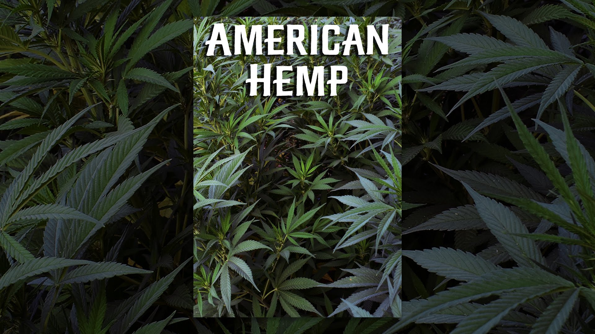 American Hemp American Hemp
