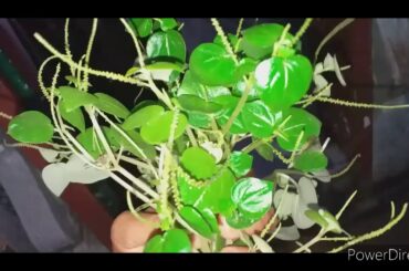 PANSIT PANSITAN SALAD,HEALTHY AND FRESH(ULASIMANG  BATO)