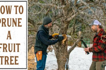 HOW TO PRUNE A FRUIT TREE (THAT'S BEEN NEGLECTED FOR YEARS)