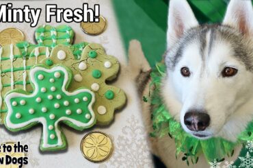 Mint Shamrock Dog Treats for St. Patrick's Day 🍀 | DIY Dog Treats 131