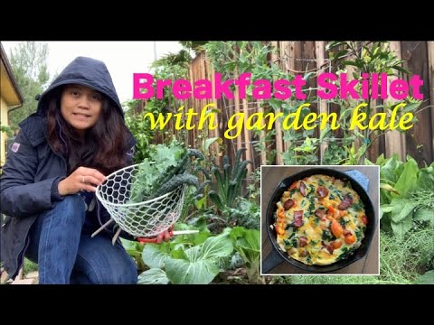 Breakfast Skillet with Vegetables from the Backyard Garden – Tuscan Kale, Russian Kale and Thyme Breakfast Skillet with Vegetables from the Backyard Garden - Tuscan Kale, Russian Kale and Thyme