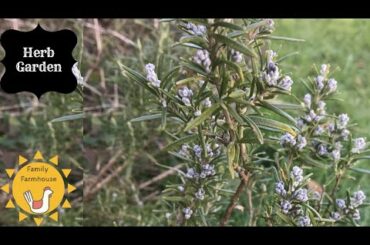 Making Rosemary Oil for Healthy Hair {+ Dehydrating and Decorating with Rosemary}