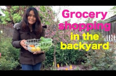 Mahi-Mahi w/ Lemon & Thyme | Lettuce Salad | Grocery Shopping in the Backyard Garden | Harvest Tour