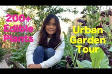 200 + Edible Vegetables and Fruits in a Small Urban Garden | Los Angeles Garden Tour & Harvest