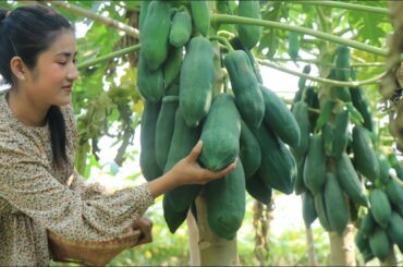 I Use Papaya To Make Delicious Soup / Healthy Soup Recipe / Prepare By Countryside Life TV.