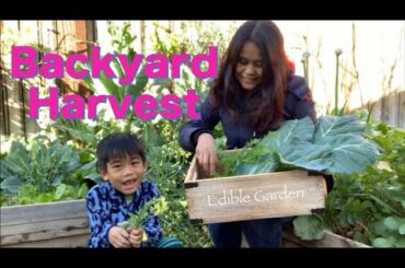 Collard Greens & Carrots for St. Patrick's Dinner Filipino style | Garden Tour & Harvest | Spring
