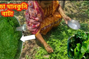 THANKUNI PATA BATA RECIPE | HEALTHY FOOD | INDIAN VILLAGE FOOD #DADABOUDIRECIPE #FOOD #HEALTHYFOOD