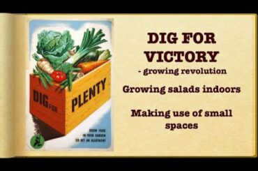 Dig for Victory  - Growing salads indoors. Making use of small spaces. Lettuce, Basil and Pak Choi