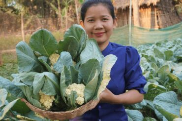 Cauliflower With Beef Recipe / Yummy Green vegetable and healthy food by Pisey Kitchen