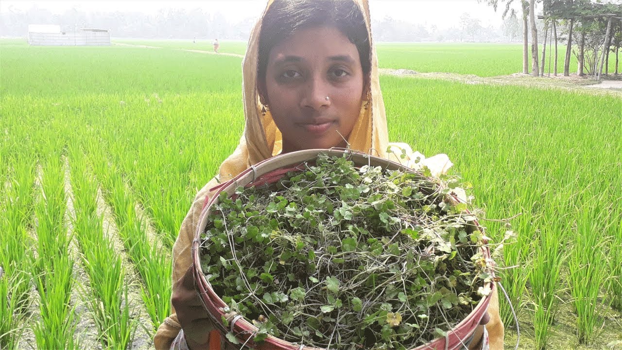 Healthy Village Food | Manimoni Shak / Spinach Recipe Cooking By Street Village Food Healthy Village Food | Manimoni Shak / Spinach Recipe Cooking By Street Village Food