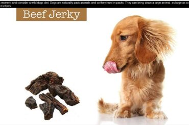 Healthy Dog Food Recipes For Puppies - Homemade Food For Dogs - Healthy Food
