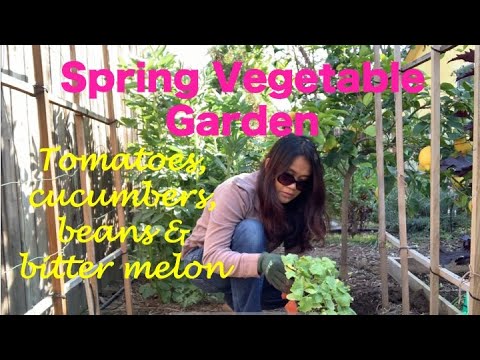 Weekend Gardening – Replacing Cold-Loving Crops with Sun-Loving Vegetables | Urban Backyard Garden Weekend Gardening - Replacing Cold-Loving Crops with Sun-Loving Vegetables | Urban Backyard Garden