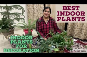 BEST INDOOR PLANTS  FOR DECORATION I LOW MAINTENANCE I AIR PURIFYING I MADHU PASSION I इनडोर प्लांट
