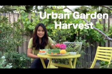 Colorful Backyard Spring Harvest | Gardening Weekend | Making Breakfast and Dinner | Garden to Table