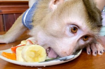 Baby Monkey | Reaction DouDou Eating Fruits Very Adorable
