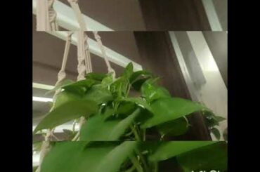 Quarantine time kids special snacks/healthy wheat pan cake/rishaa's recipes