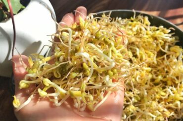 Growing mung bean sprouts at home | No soil | healthy food | recipe