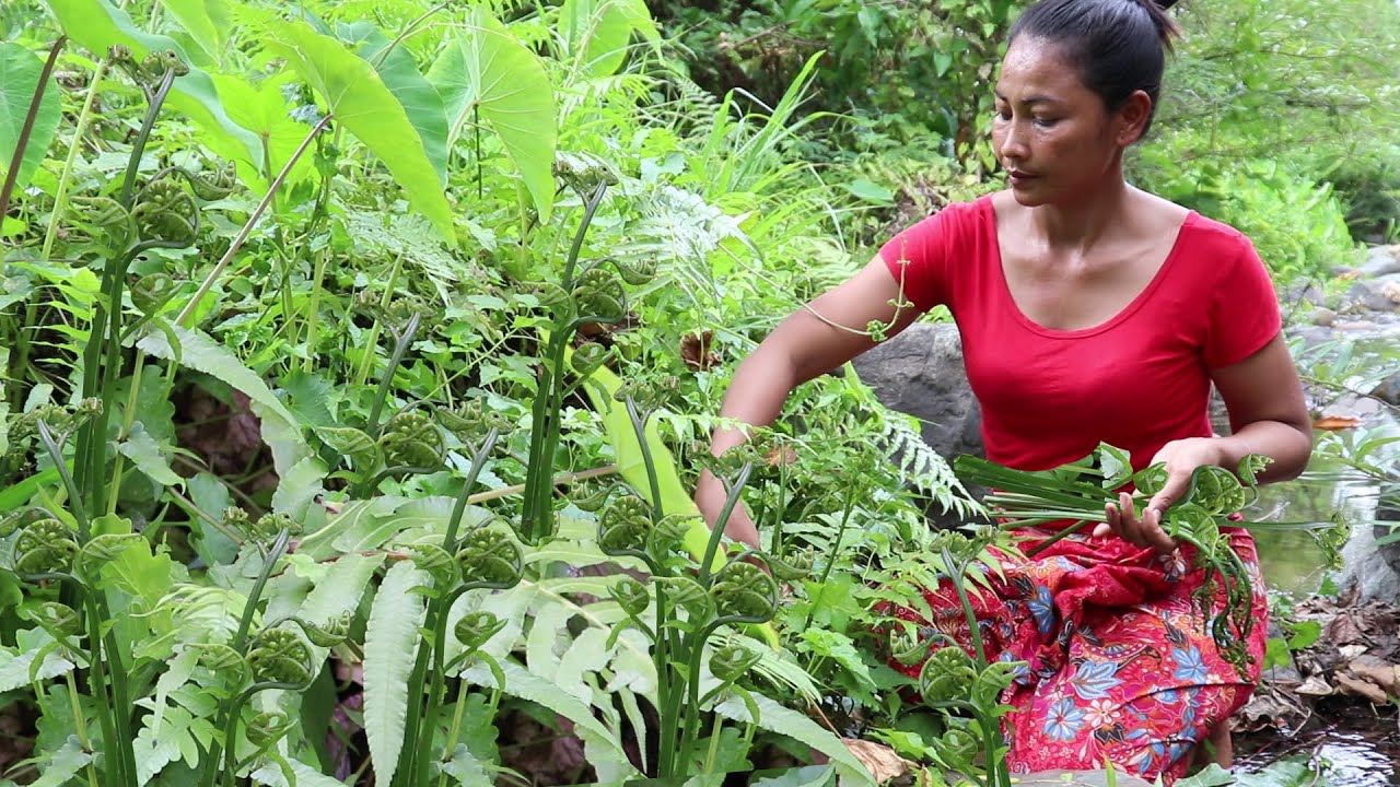 Healthy food Yummy: Find Natural Elephant nose Plant to Cook for Dinner – Food my village Ep 24 Healthy food Yummy: Find Natural Elephant nose Plant to Cook for Dinner - Food my village Ep 24