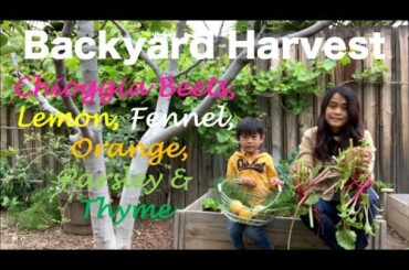 Backyard Harvest - Chioggia Beets, Fennel, Orange, Parsley, Thyme and Lemon | Easter Sunday Lunch
