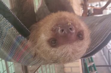 Abnormally Normal: Snacks with Sloth