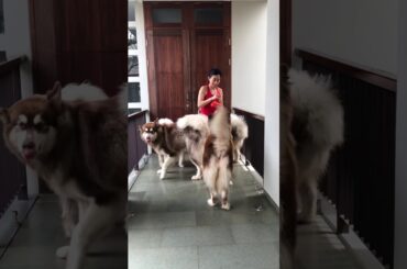 Healthy snacks for my dogs