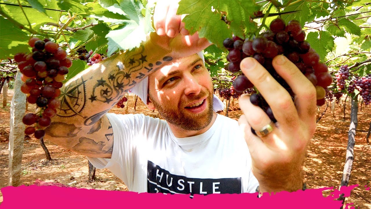 India’s SECRET VINEYARDS in Tamil Nadu + Local Roadside Snacks | Gudalur, India India’s SECRET VINEYARDS in Tamil Nadu + Local Roadside Snacks | Gudalur, India