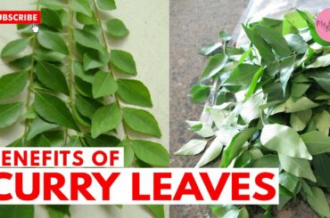 Curry leaves benefits l  Curry Leaves For Hair, Weight Loss & Skin