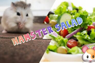 Safe Hamster Salad Recipe🐹🥗