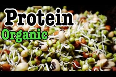 ORGANIC PROTEIN RICH FOOD/SPROUTS/HEALTHY FOOD