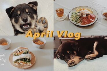 Eng)〔Vlog.02〕April vlog｜simple cooking ideas｜超可愛的幼柴犬 shiba｜蕎麥麵 soba noodles｜減脂三文治 healthy sandwich