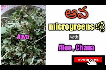 How to make Microgreens curry | Aava Microgreens recipe | Healthy food | pragnya world |