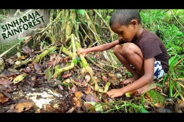 Little Cook Chanu Making Fried Mushrooms Fried mushrooms